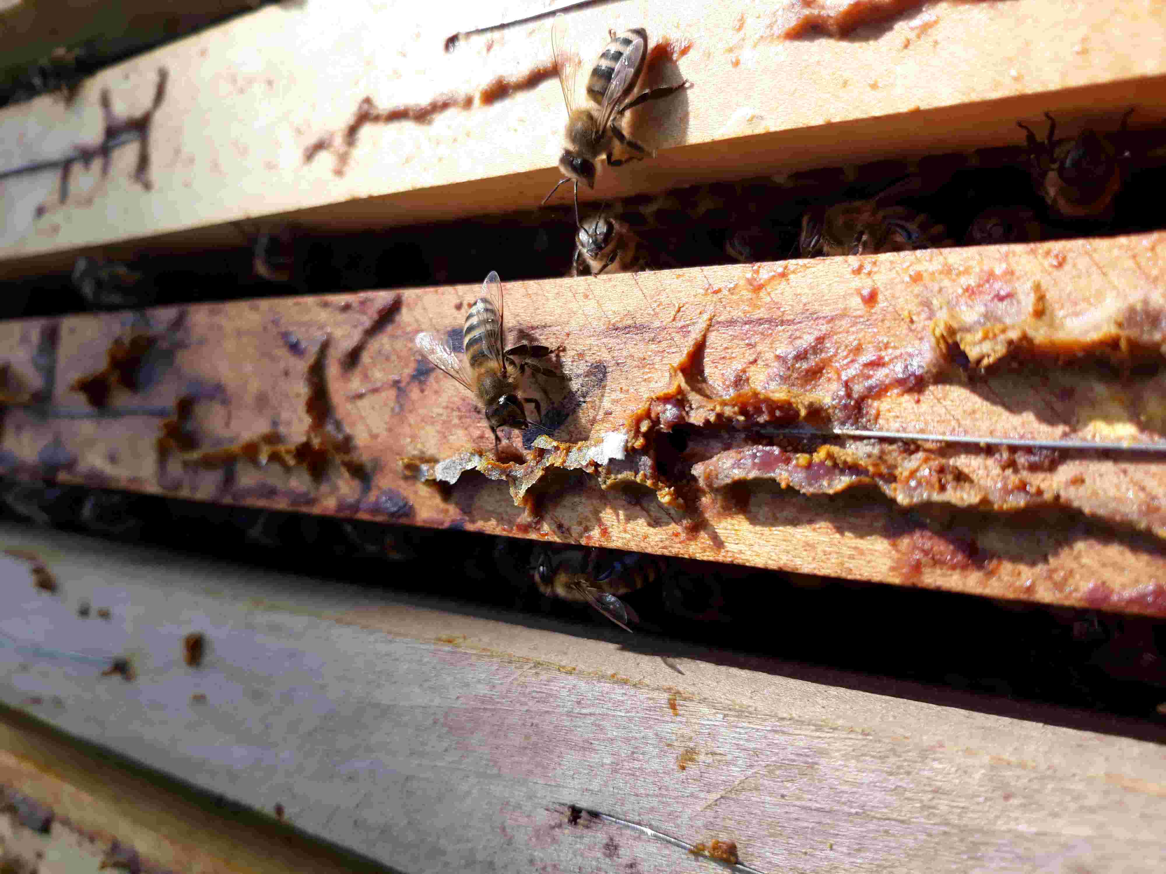 Propolis na okviru iz košnice